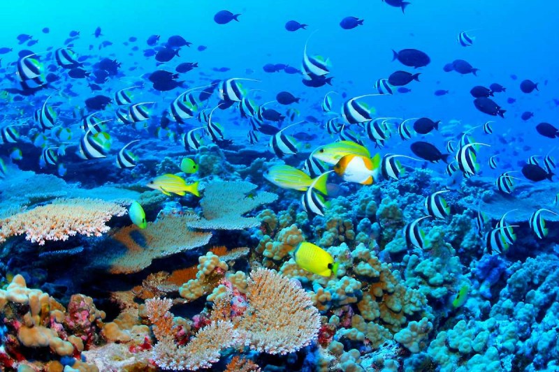Save the Great Barrier Reef: Act Now to Stop Coral Bleaching